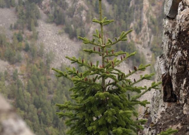 Зубы Шурале. Фотография 7