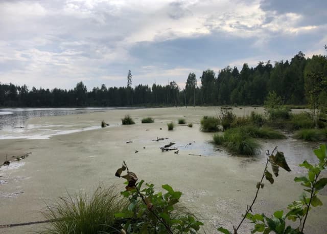 Озеро "Смердячье". Фотография 4