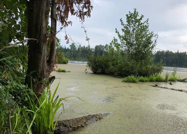 Озеро "Смердячье". Фотография 2