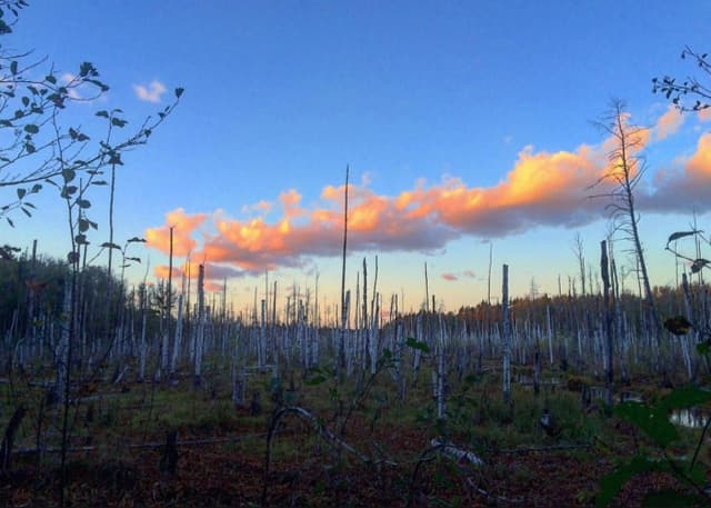 Заболоченный участок возле ур. "Красолесье". Фотография 1