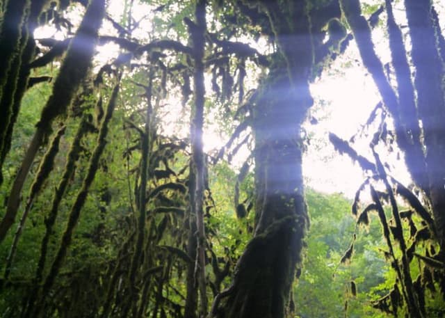 Самшитовый лес в Хашупсе. Фотография 5