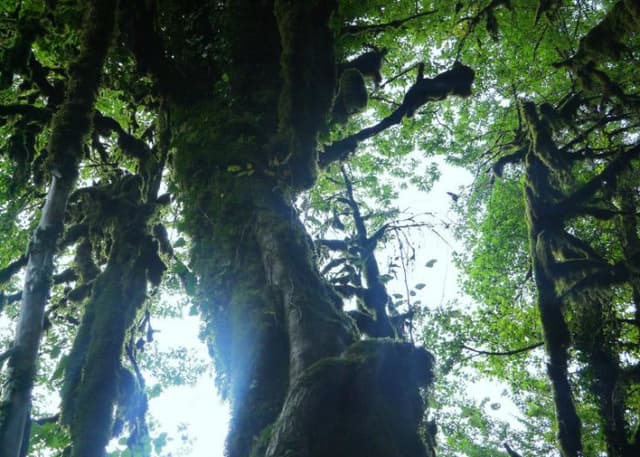 Самшитовый лес в Хашупсе. Фотография 6