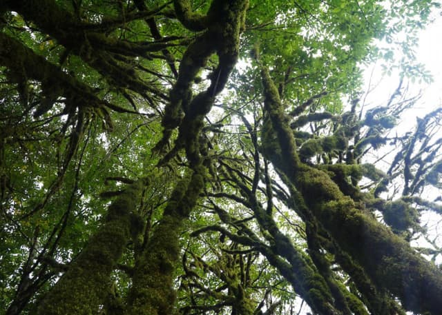 Самшитовый лес в Хашупсе. Фотография 2