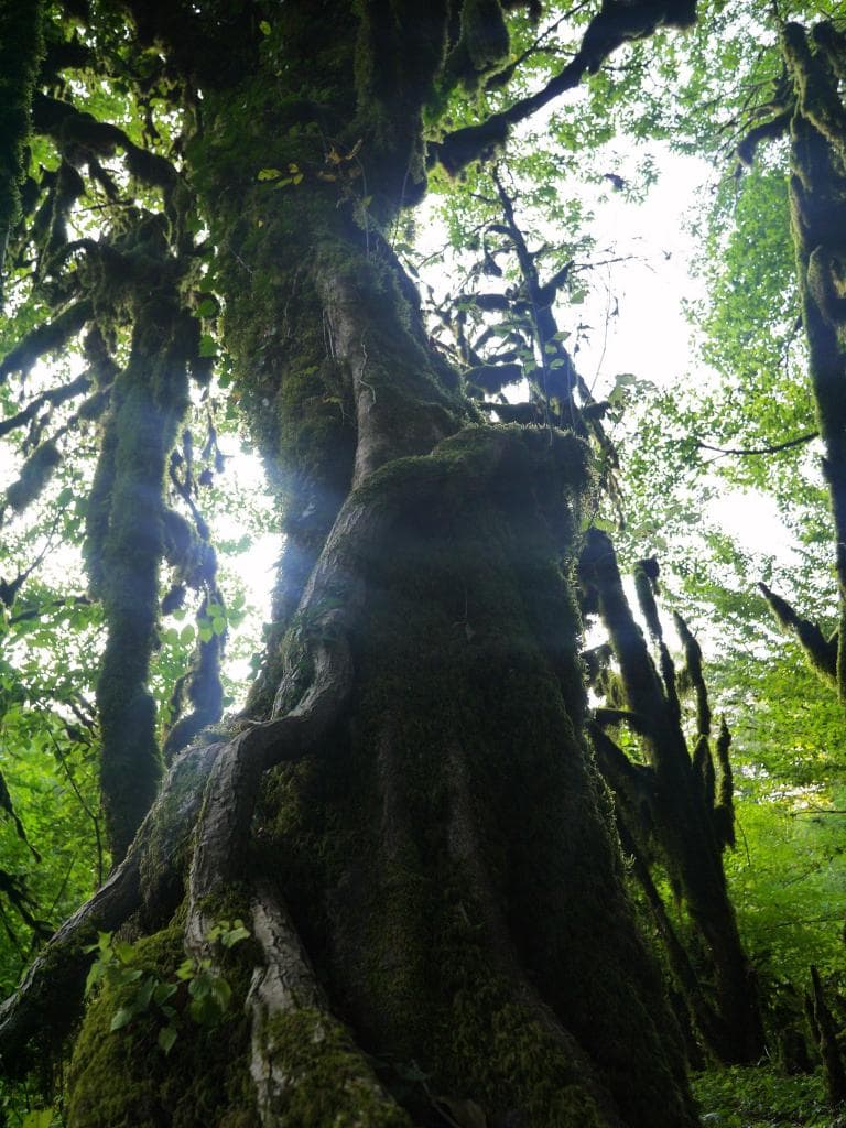 Самшитовый лес в Хашупсе — фотография 3