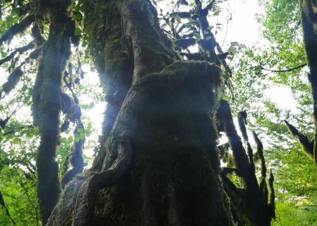 Самшитовый лес в Хашупсе. Фотография 3