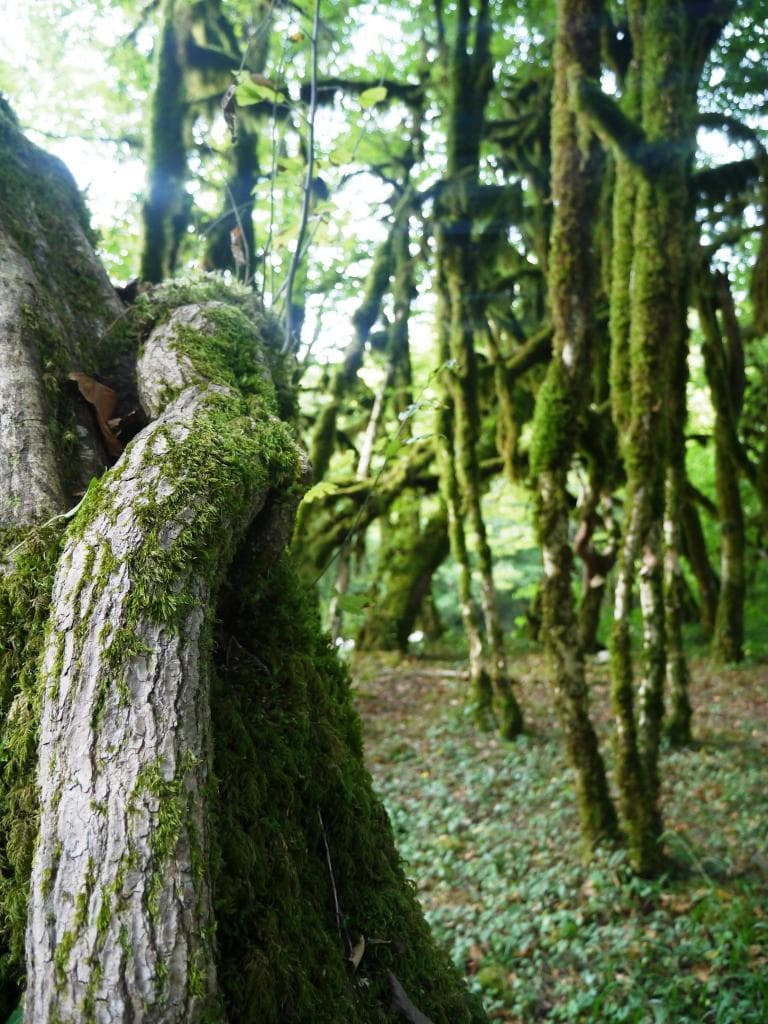 Самшитовый лес в Хашупсе — фотография 7
