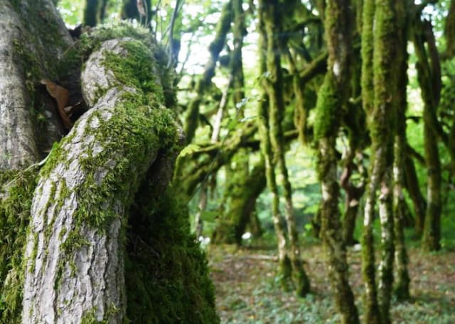 Самшитовый лес в Хашупсе. Фотография 7