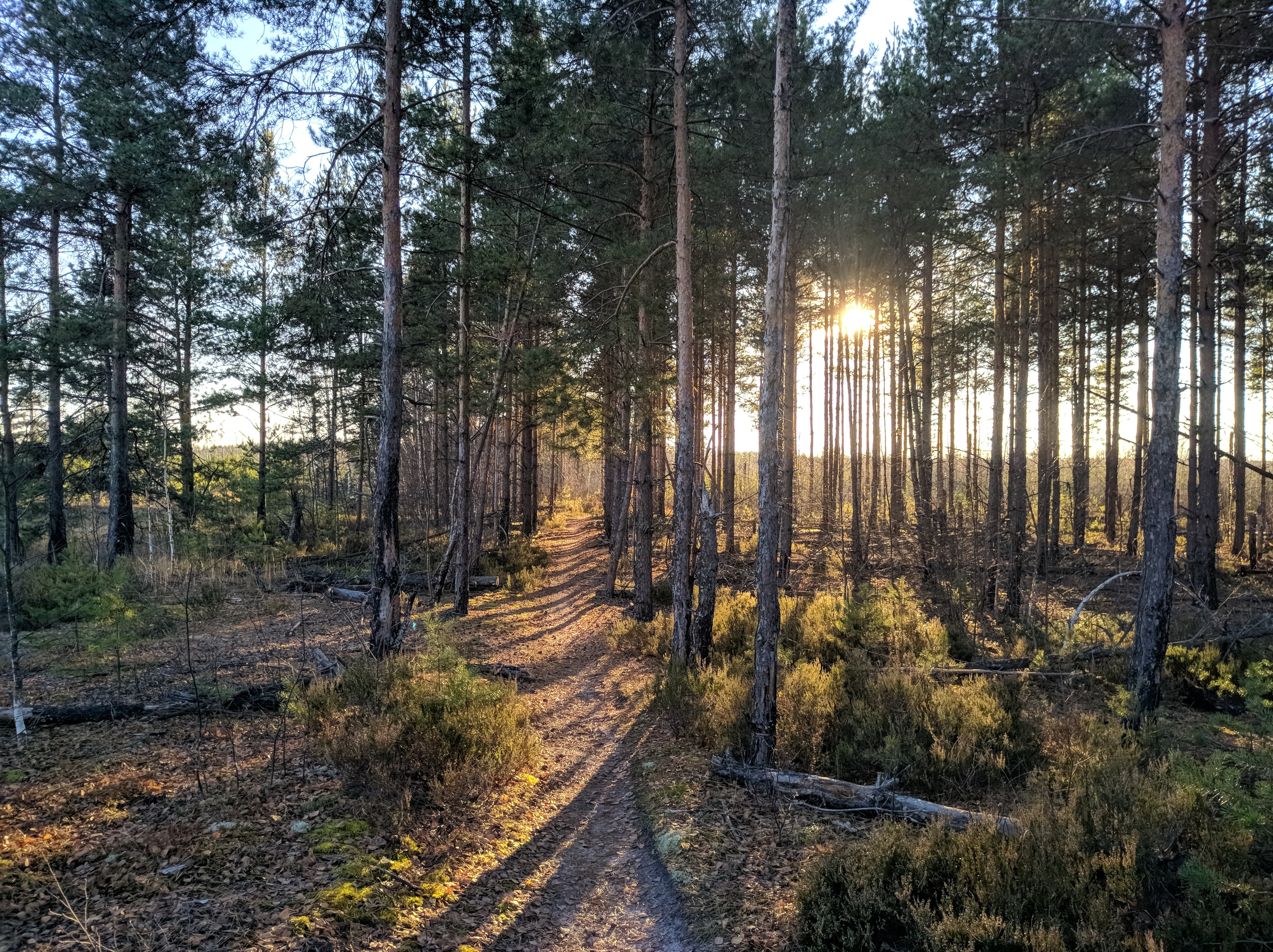 Meshchera National Park — photo 4