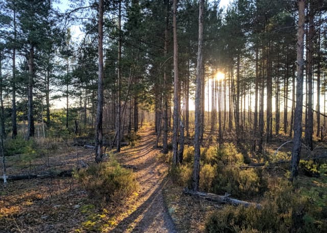 Национальный парк Мещёра. Фотография 5