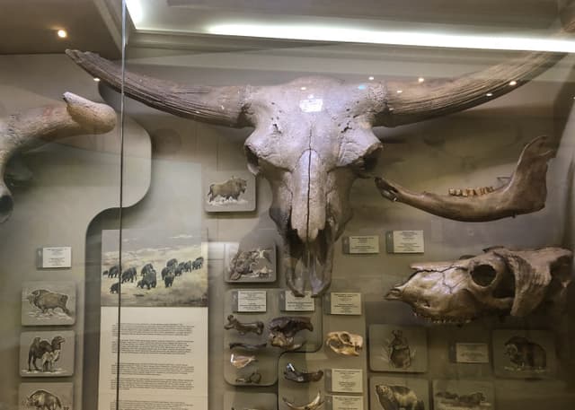 Музей естественной истории Татарстана. Фотография 2