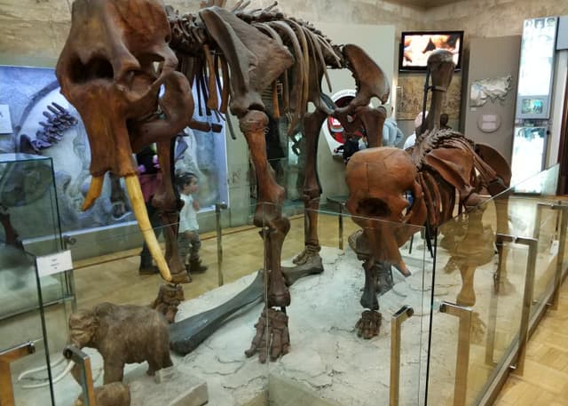 Музей естественной истории Татарстана. Фотография 1