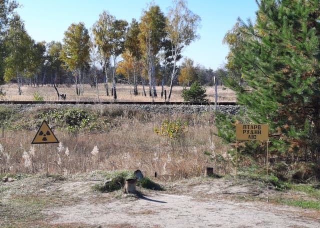 Рыжий лес. Фотография 4