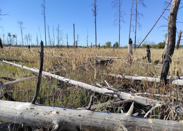 Рыжий лес. Фотография 3