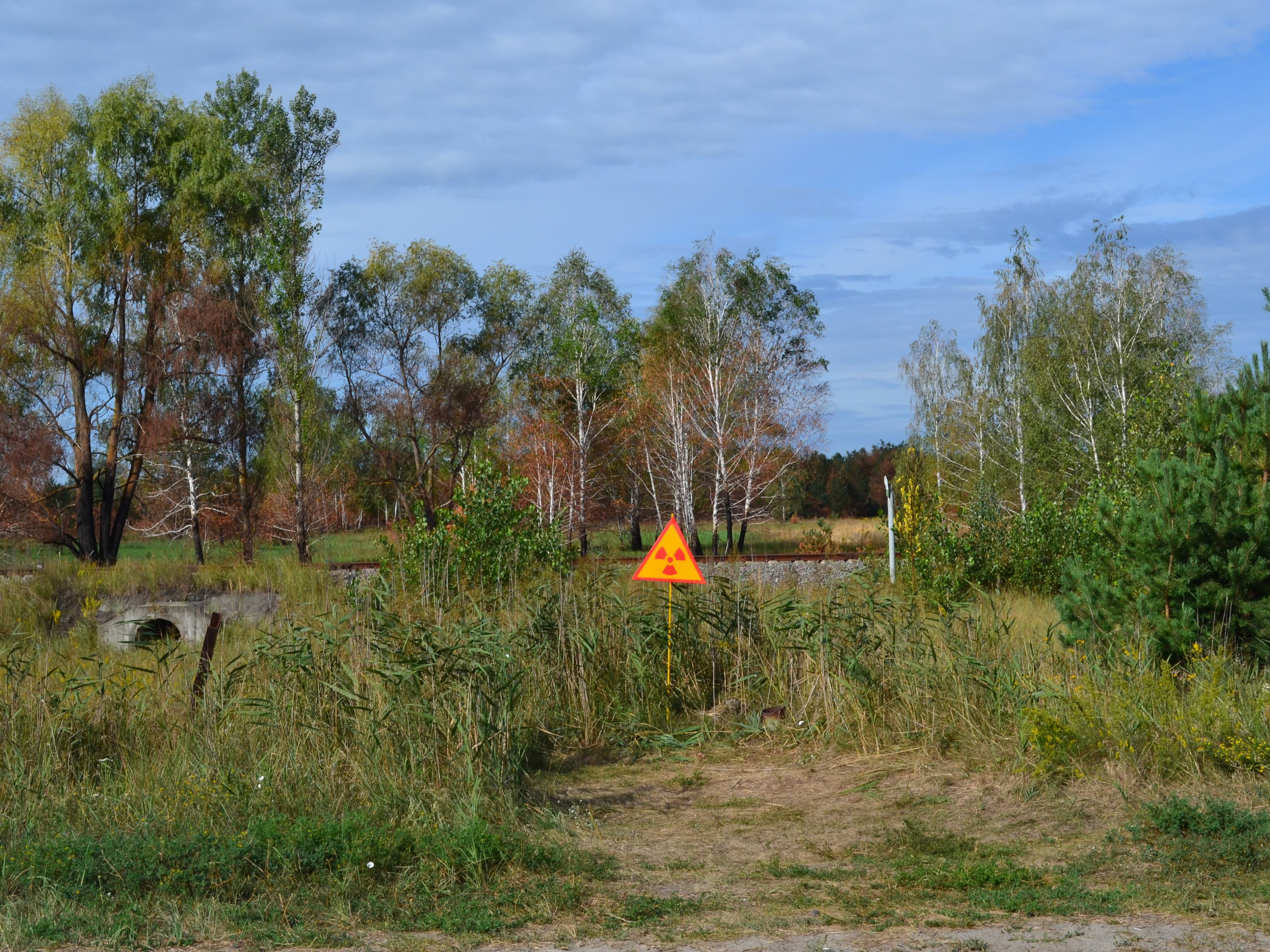 Red Forest (Chernobyl) — photo 2