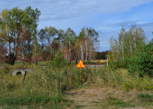 Рыжий лес. Фотография 2