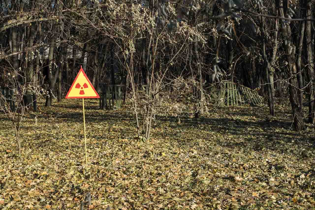 Red Forest (Chernobyl) — photo 1