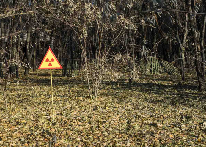 Рыжий лес. Фотография 1