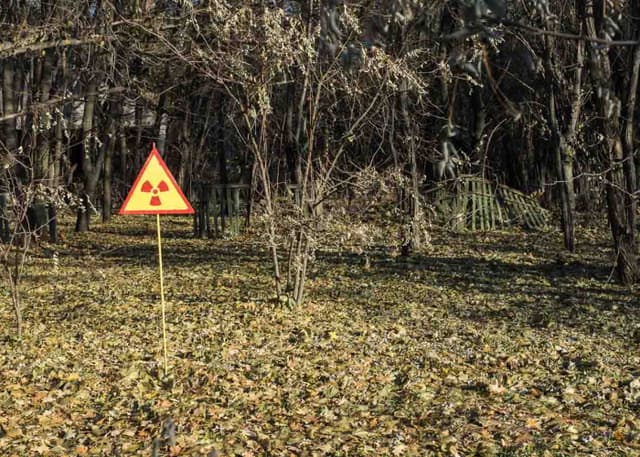 Рыжий лес. Фотография 1