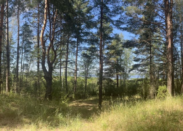 Озеро Ивановское (Рязанская обл.). Фотография 5