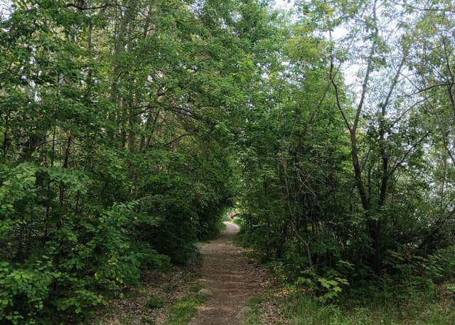 Шарташский лесопарк. Фотография 17