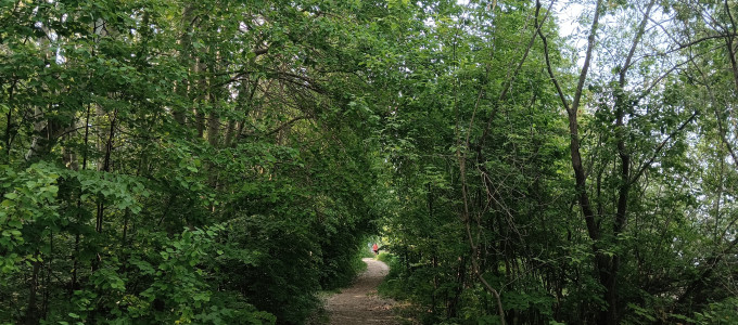 Шарташский лесопарк