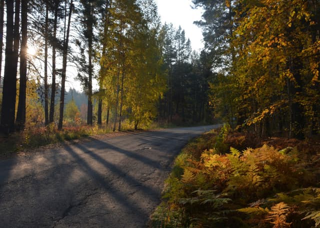 Муранский бор. Фотография 17