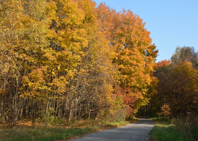 Муранский бор. Фотография 16