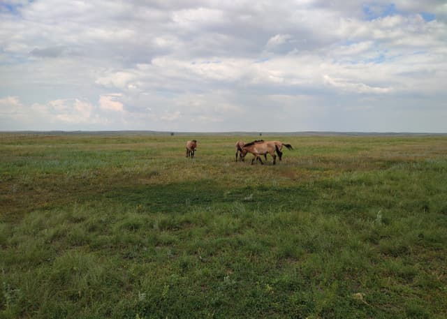 Центр реинтродукции лошади Пржевальского. Фотография 4