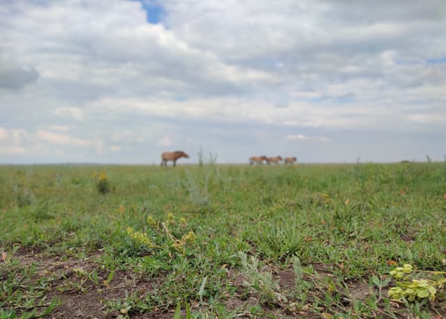 Центр реинтродукции лошади Пржевальского. Фотография 3