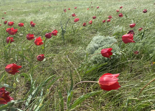 Дикие тюльпаны. Фотография 2