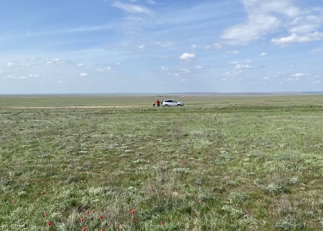 Дикие тюльпаны. Фотография 3