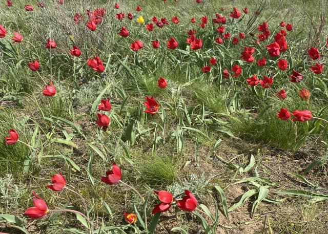 Дикие тюльпаны. Фотография 1