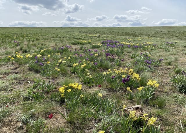 Одинокий тополь. Фотография 2