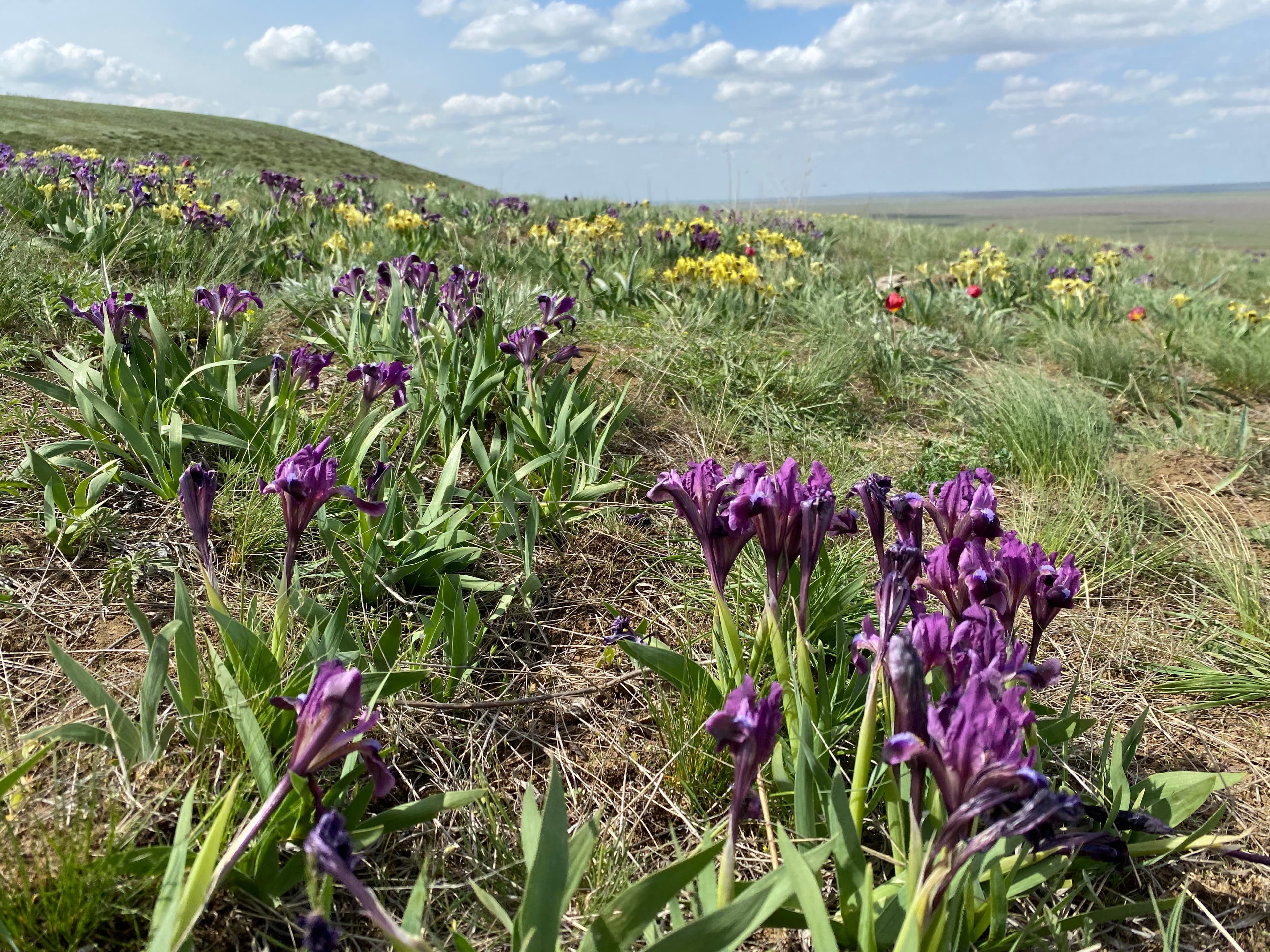 Одинокий тополь (Хар-Булук) — фотография 1