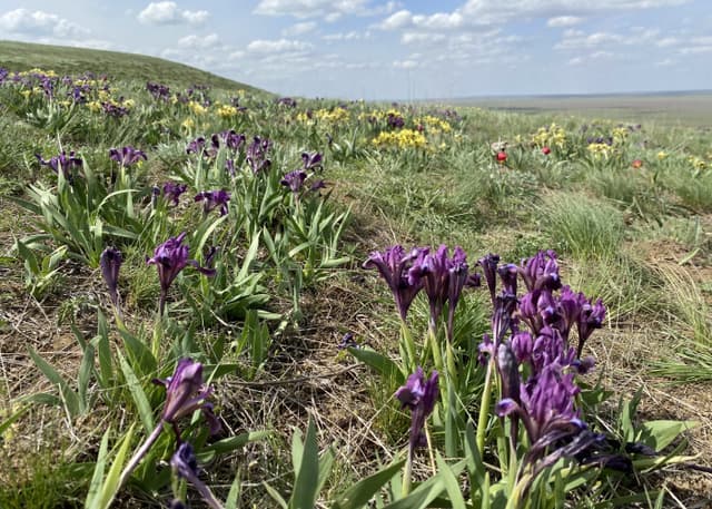 Одинокий тополь. Фотография 1