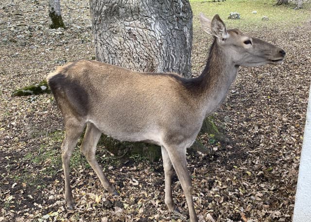 Зоопарк Тебердинского заповедника. Фотография 7