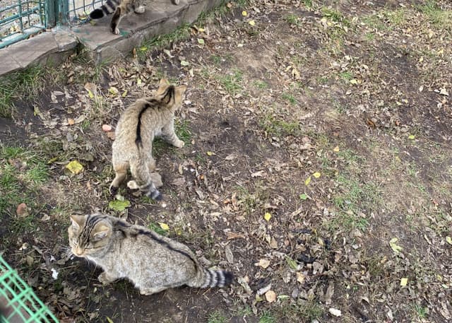 Зоопарк Тебердинского заповедника. Фотография 8