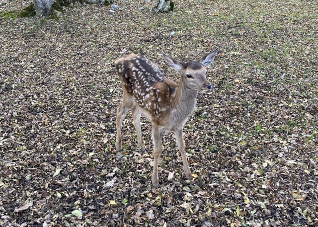 Зоопарк Тебердинского заповедника. Фотография 9