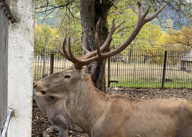 Зоопарк Тебердинского заповедника. Фотография 10