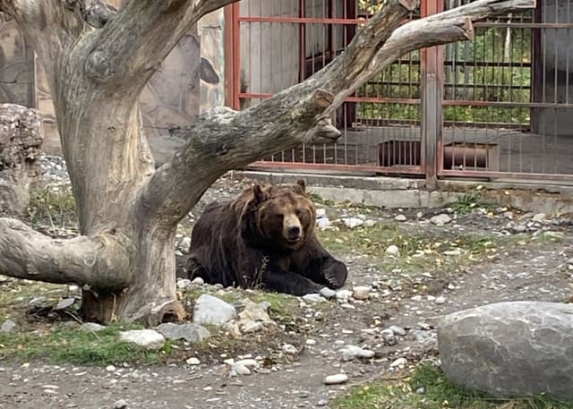 Зоопарк Тебердинского заповедника. Фотография 6