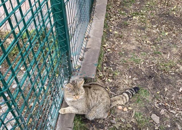 Зоопарк Тебердинского заповедника. Фотография 5