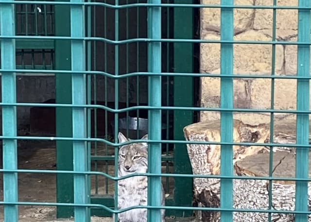 Зоопарк Тебердинского заповедника. Фотография 4