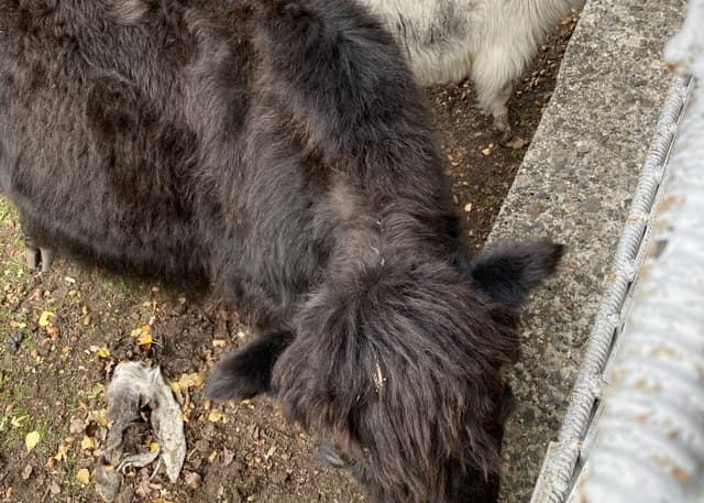 Зоопарк Тебердинского заповедника. Фотография 2