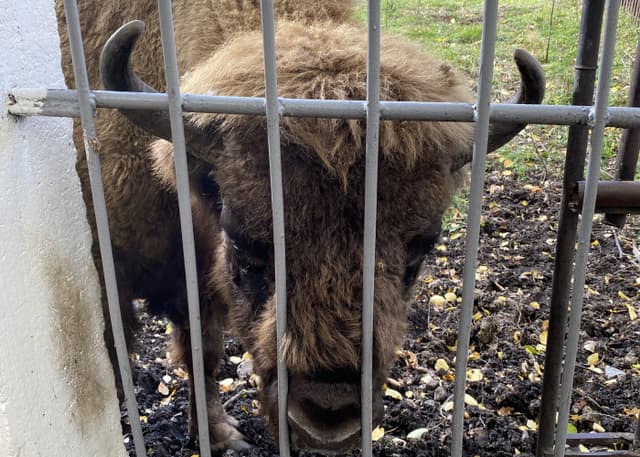 Зоопарк Тебердинского заповедника. Фотография 1