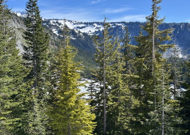 Национальный парк Маунт-Рейнир. Фотография 7