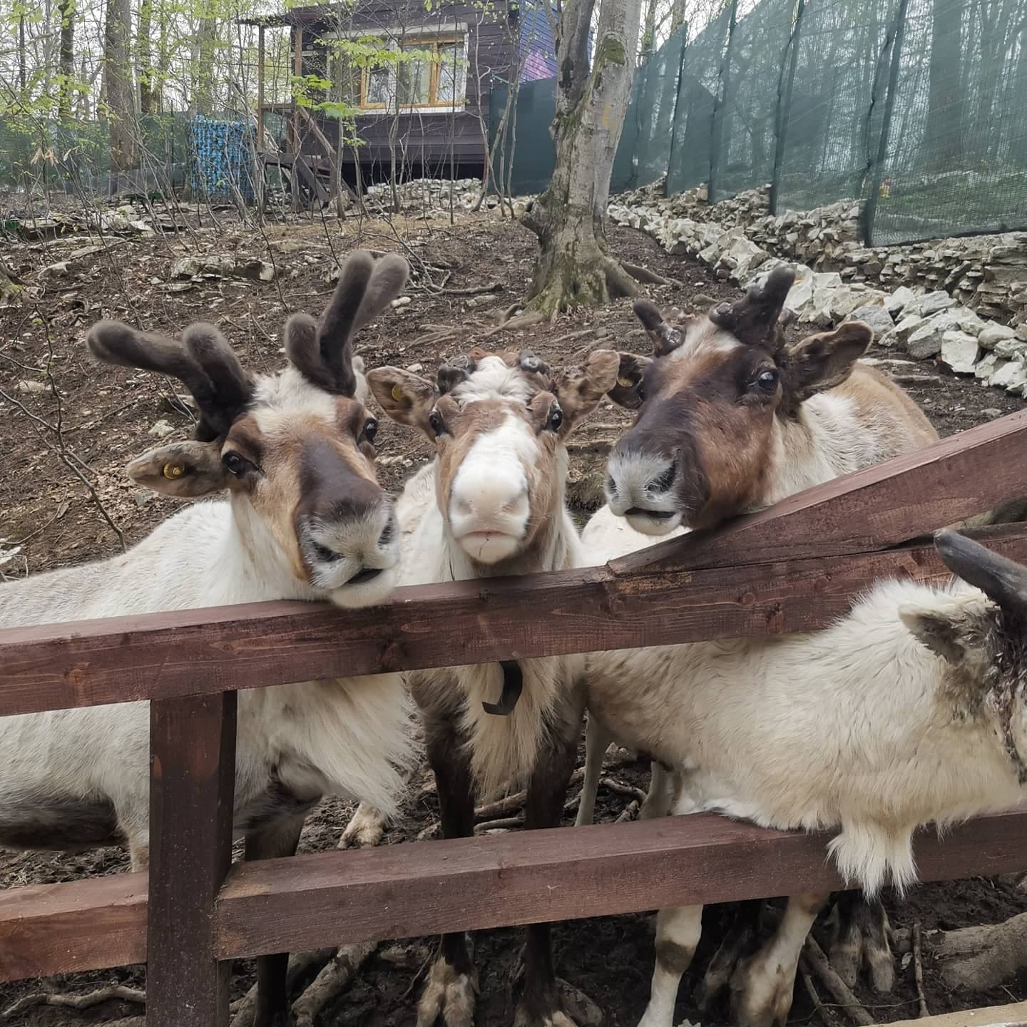 Деревня Деда Мороза (Сочи) — фотография 4