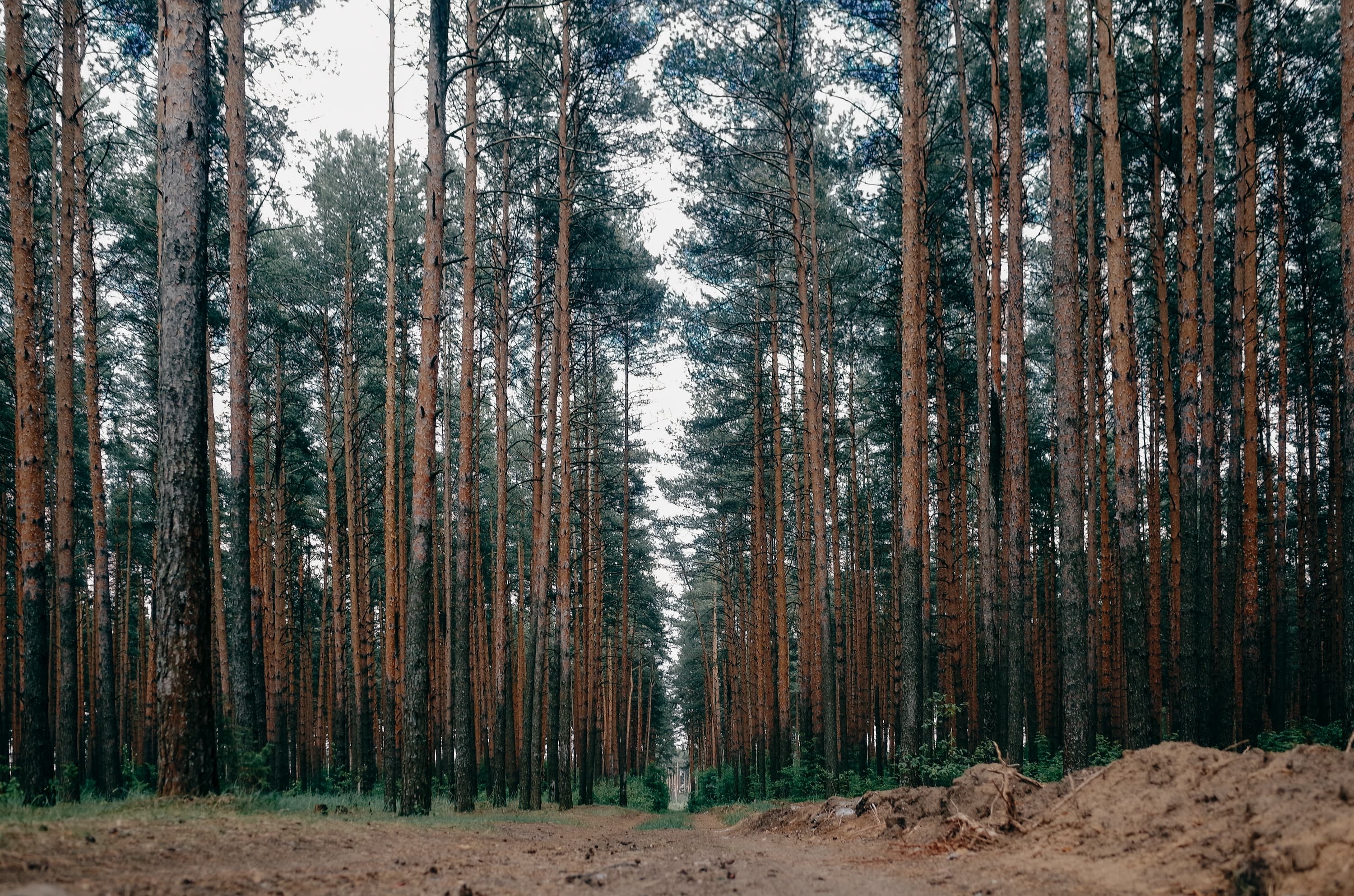 Konstantinovsky quarry (Tver) — photo 1