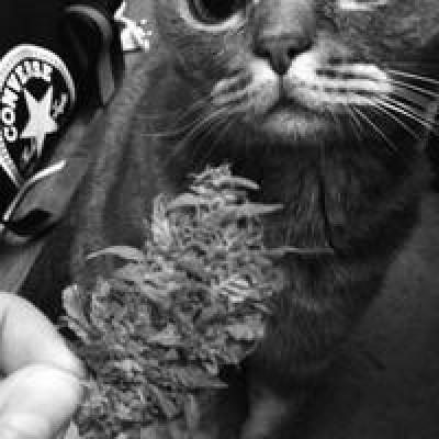 Анна Левицкая