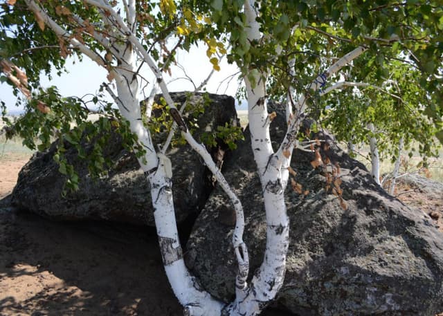 Урочище Святой камень (Алеутас). Фотография 6