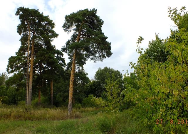 Храм Христа Спасителя. Фотография 2